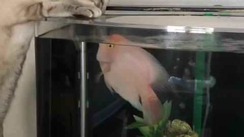 Brave Fish Defends Home From Nosy Cat