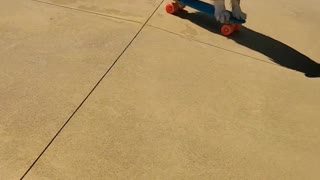 Dog Skates on Mini Skateboard