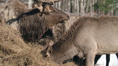 A Herd Of Deer Eating Hays In A Farm