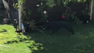 Water-loving staffy makes gardening very difficult