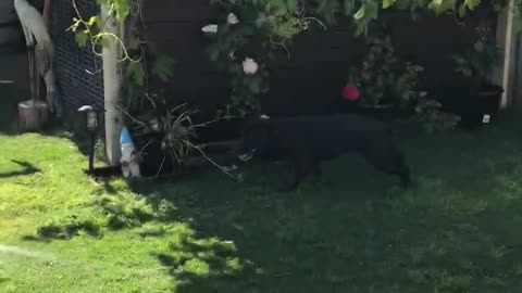 Water-loving staffy makes gardening very difficult