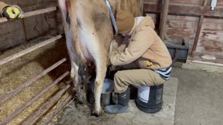 Deana milking a cow for the first time!!!