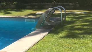 Golden retriever climbs out pool on stairs