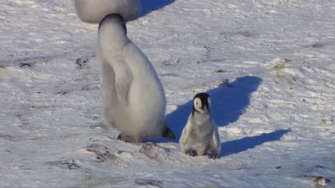 Super cute penguin chick tries to make friends _ Snow Chick_ A Penguin's Tale
