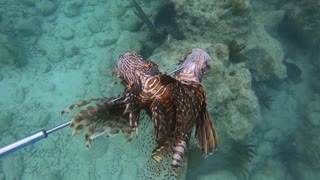 Two Lionfish speared in Bermuda