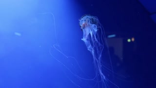Underwater Dreams - floating Jellyfish