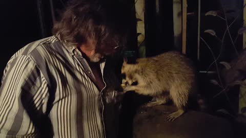 Greedy Raccoon Steals Food Out Of Man's Pocket