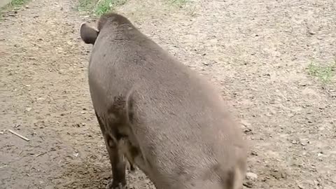 tapir