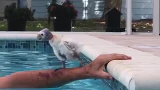 Baby Parrot Joins Human For Pool Time Fun