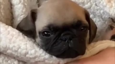 La compilación de perros Pug más divertida y linda (perros lindos en tiktok)