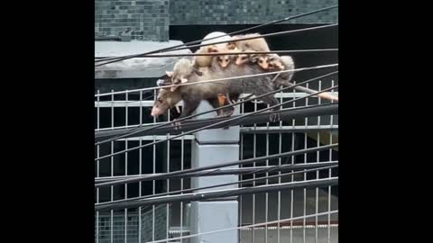 A mother rat with her pups is crossing a power line