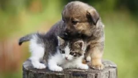 Kittens and Puppies