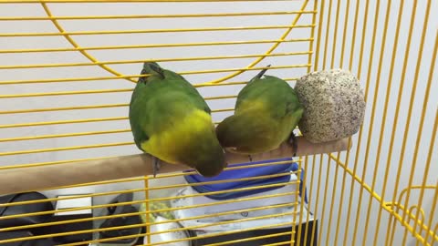 Fischer s Lovebird mating Ritual