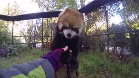 Most Adorable Red Panda - CUTEST Compilation