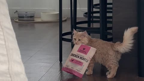 Orange Cat Caught Red-Handed Sneaking Treats