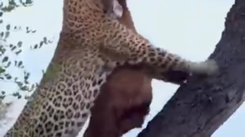 Leopard Swiftly Climbs Tree With Antelope