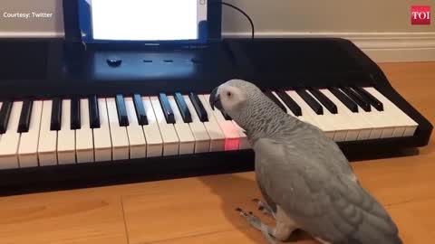 Amazing! Grey parrot plays tune on piano: part 1