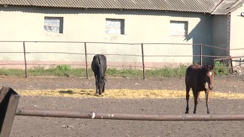 cute horses in the paddock