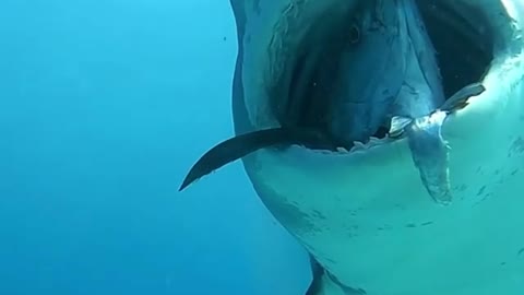 shark showing a fish in its mouth