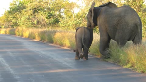 Baby Elephant Dances and Plays in Kruger National Park