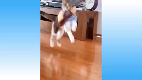 Funny Cats & Dogs Videos - TRY NOT TO LAUGH