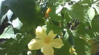 Beautiful flower of the Momordica melon on a sunny day, the fruit is almost ripe [Nature & Animals]