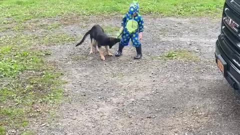 Puppy pulls boy by his tail.