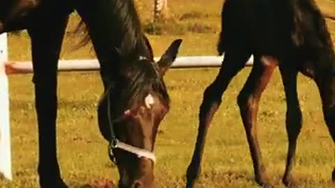 Horse and baby