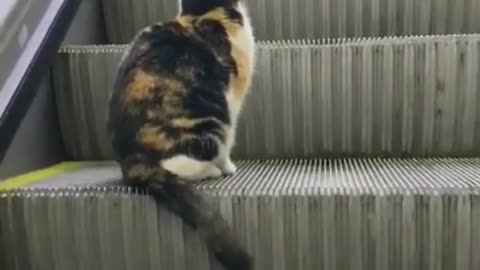 Smart Cat Used Elevator Lift || OMG So Cute #pets