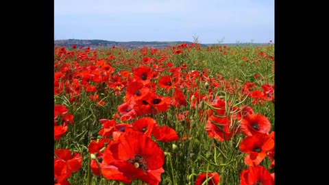 PAPOULA ( Papaver rhoeas ) serve para bronquite e insônia