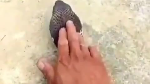 I'm Trying To Touch Snake