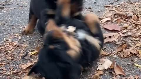 CUTE BABY ROTTY PLAY WRESTLING WITH SIBLING