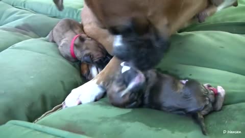 Dog giving birth!