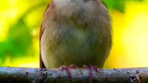 Singing Bird