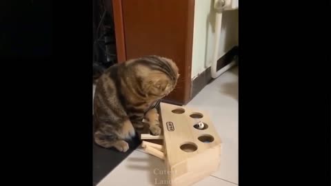 Cat Surprised by the Toy | Cat with Toy.