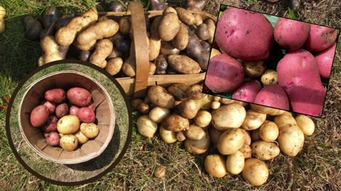 Harvesting Potatoes From The Leaf Pile