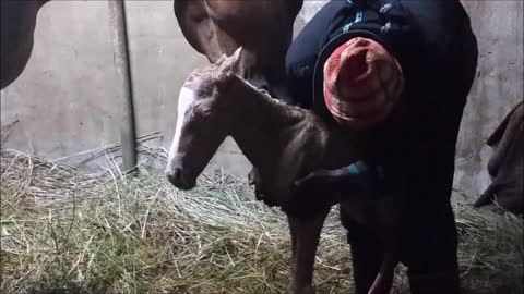 Horse Gives Birth To Surprise Twins At Saratoga
