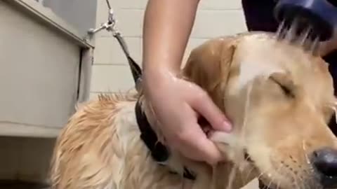 How To Wash Your Dog’s Face Tiktok by catherrera