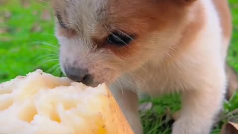 Eat some lotus root for the puppy, and grow your heart!