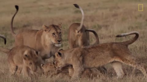 Lions 101 - Nat Geo Wild