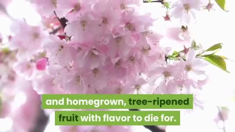 How to Grow Fruit Trees From Seeds