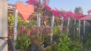 Growing dragon fruit in Thailand very easy to do