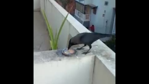 How too smart Crow eating cookies well intelligent 👍