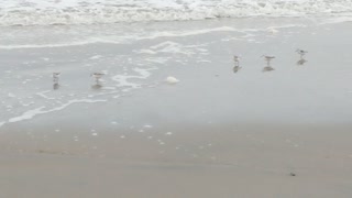 Sandpipers On Beach