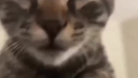 New Funny Animals 2023 🤣😅 Funniest Cats and Dogs 😻🐶 Part 17