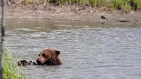 Grizzly Bear in Anchorage, Alaska