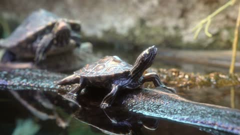 Baby ringed sawback turtle relaxing