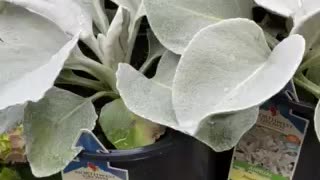 Angel wings plant