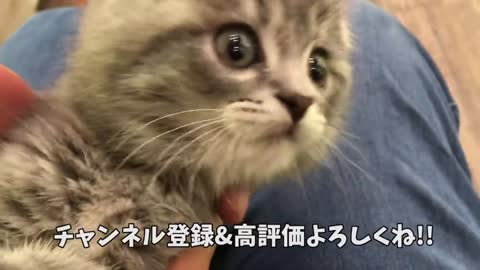 kitten that wants owner to stop going out cries so hard