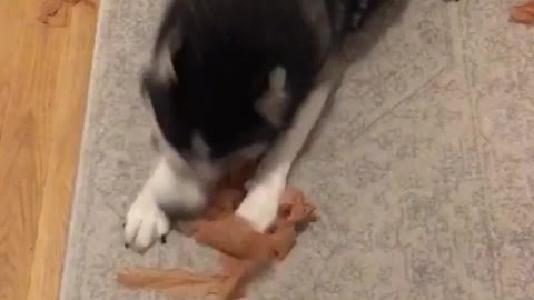 Black husky fetching and ripping paper apart